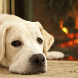 Yellow lab laying by the fire